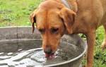 Собака много пьет воды! Как не пропустить тревожные симптомы