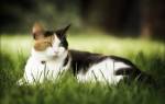 Пироплазмоз у кошек: симптомы и лечение