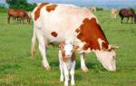 Яловая корова как раздоить яловую корову