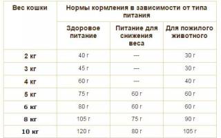 Чем лучше кормить котнка натуралкой или кормом