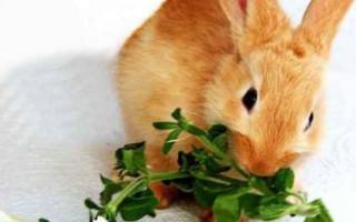 Что едят декоративные кролики