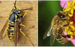 Оса и пчела — различия и сходства, фото