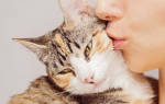 Можно ли целовать домашних кошек в морду