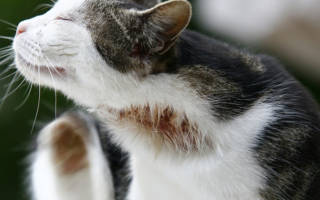 Аллергия у кошки на корм