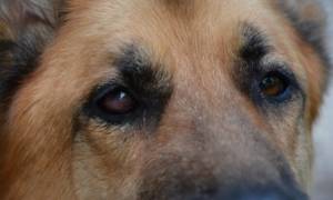 Травма глаза у собаки: разновидности травм, диагностика и лечение