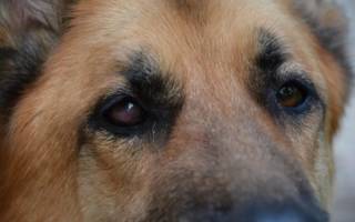 Травма глаза у собаки: разновидности травм, диагностика и лечение