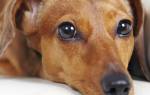 Паралич у собак: причины, лечение и профилактика