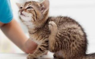 Чем опасен нотоэдроз у кошек