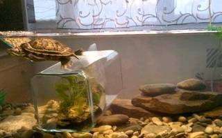 Размер аквариума для красноухой черепахи