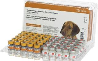 Нобивак для собак — обзор группы вакцин