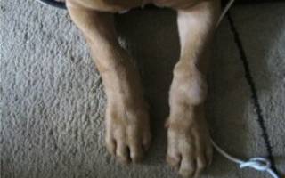 Воспаление суставов у собак: причины, лечение, профилактика