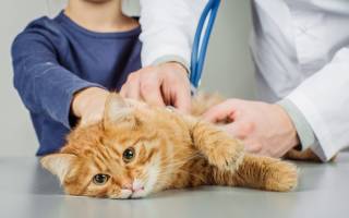 Круглые глисты у кошек: диагностика, лечение,профилактика