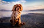 Блошиный дерматит у собак: симптомы, диагностика, лечение