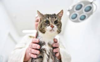 Вирусный перитонит у кошек симптомы и лечение