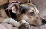 Пателла — смещение коленной чашечки у собак