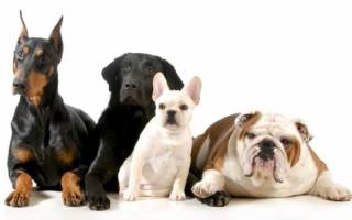 Определяем породу своей собаки: методы и способы