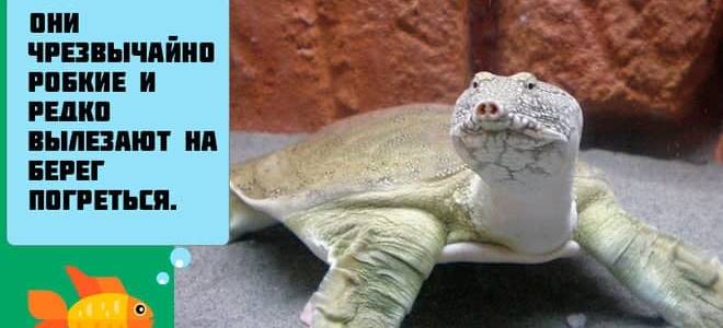 Китайский хищник мягкотелая черепаха трионикс