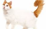 Порода кошек турецкий ван — описание, характер