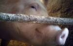 Правда ли что свиньи — чистоплотные животные