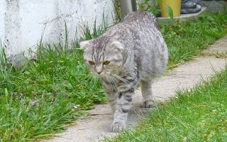 Асцит у кошек и котов: симптомы и лечение
