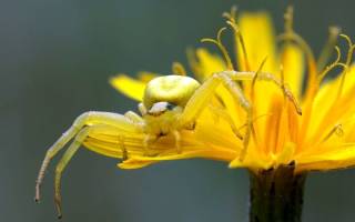Жёлтый паук   Фото и описание