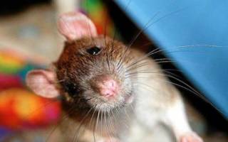 Правильное содержание крыс в домашних условиях