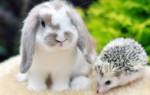 Как ухаживать за кроликами игры с кроликами