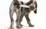 Парапроктит у собак: симптомы, диагностика и терапия