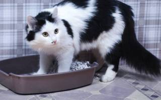 Белок в моче у кошек причины и лечение