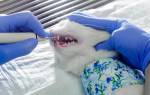 Почему у кошек выпадают зубы