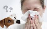 Аллергия на собак: виды, симптомы, лечение