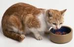 Чем кормить кошку после родов?