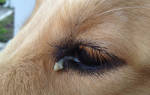 Почему гноятся глаза у собаки? Выясняем причины и чем лечить
