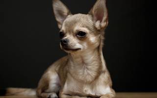 Карликовые породы собак: большой список питомцев и особенности их содержания