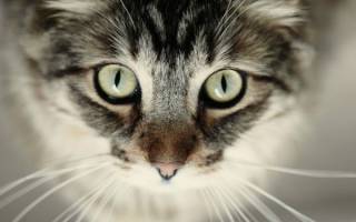 Глаукома — повышенное внутриглазное давление у кошек