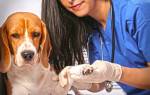 Трофические язвы у собак: причины, симптомы, лечебная терапия
