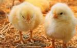 Чем лечить понос у цыплят бройлеров