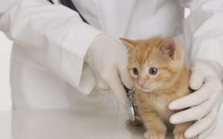 Рахит у кошек и котят: симптомы и лечение