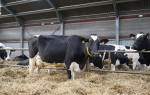 Новые технологии в молочном животноводстве