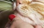 Почему у кота сухой нос и нормально ли это
