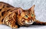 Кошка тойгер — описание породы с фото