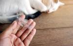 Аллергия на шерсть кошки симптомы