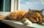 Тепловой удар у кошек симптомы и что делать