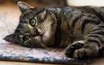 Симптомы и лечение лимфомы кишечника у кошек