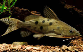 Синодонтис (Synodohtis) — Аквариумные рыбки