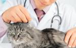 Способы проведения и виды стерилизации кошек