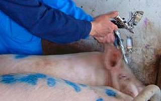 Лептоспироз свиней вакцина против лептоспироза