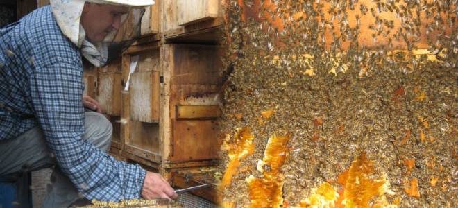 Сколько стоит семья пчел