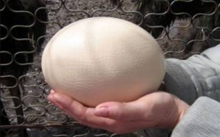 Сколько весит среднее страусиное яйцо