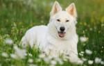 Спазмы живота у собаки: причины и лечение